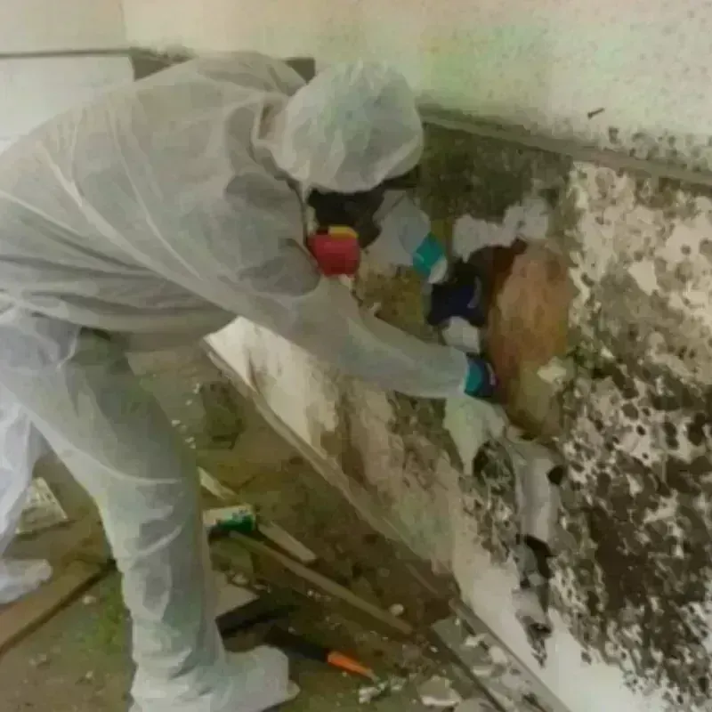 Mold Remediation and Removal in Mission Hills, CA